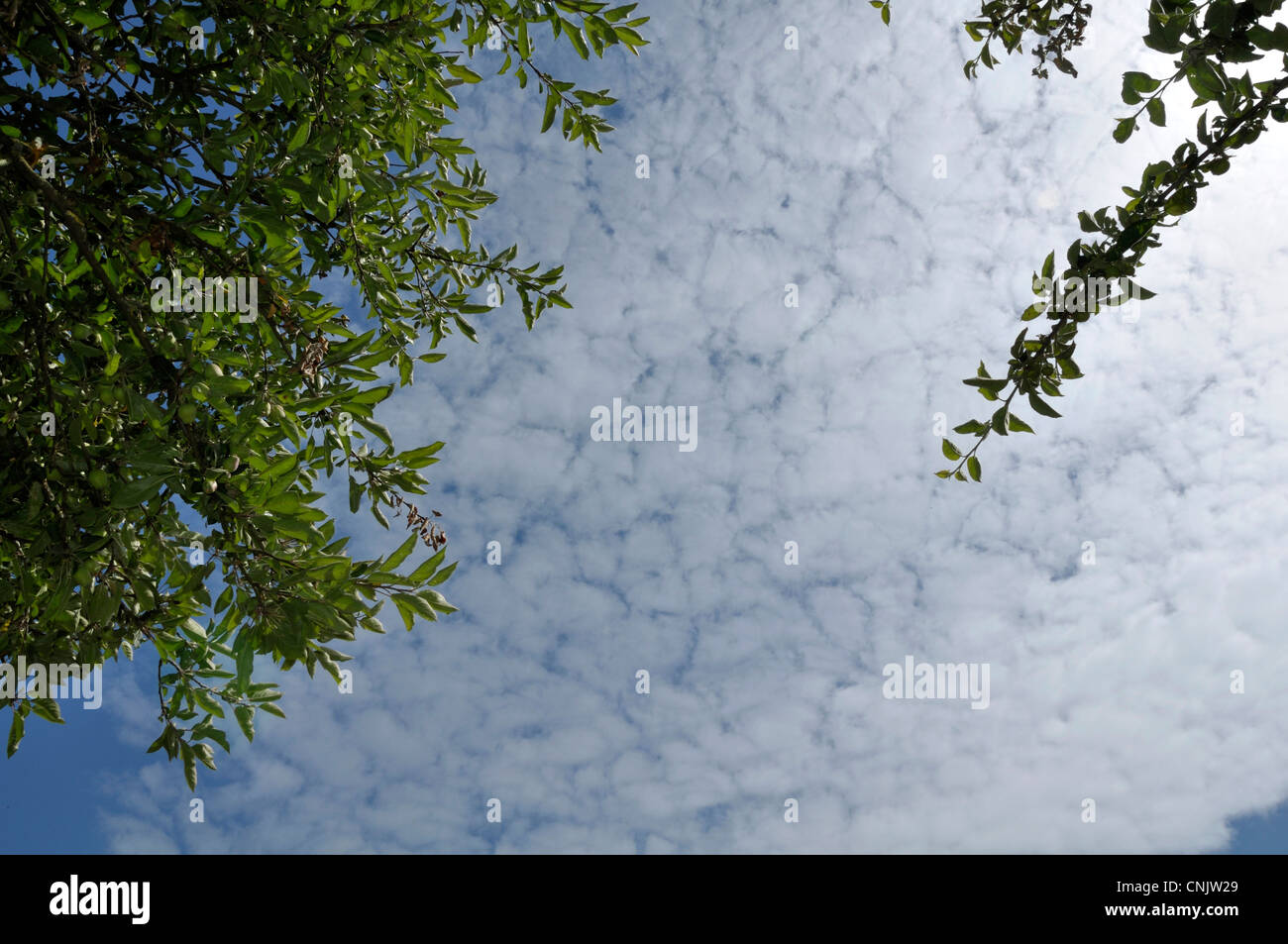 The sky (Altocumulus) above the garden. Stock Photo