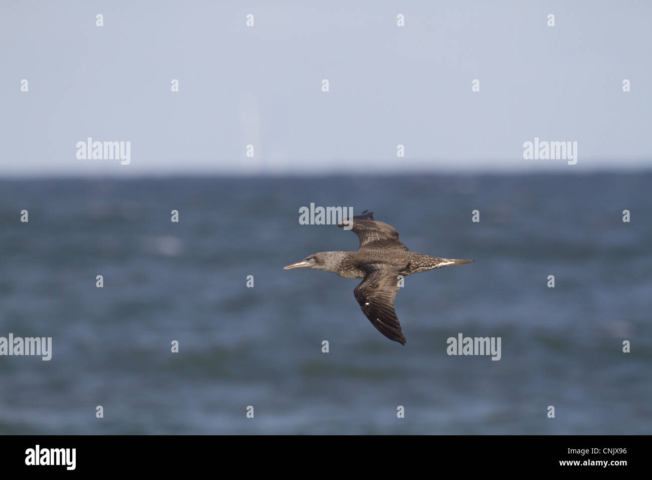 northern-gannet-morus-bassanus-juvenile-in-flight-over-sea-on