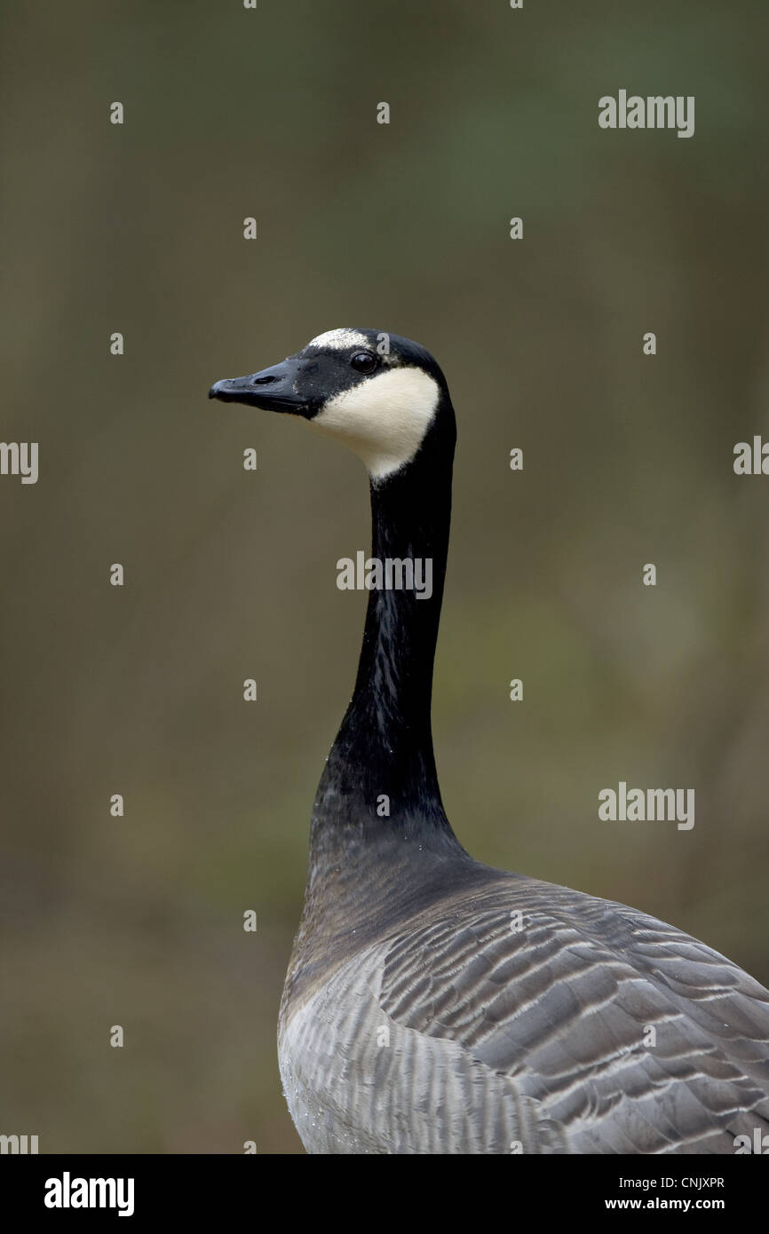 barnacle goose or canada goose barnacle goose or canada goose