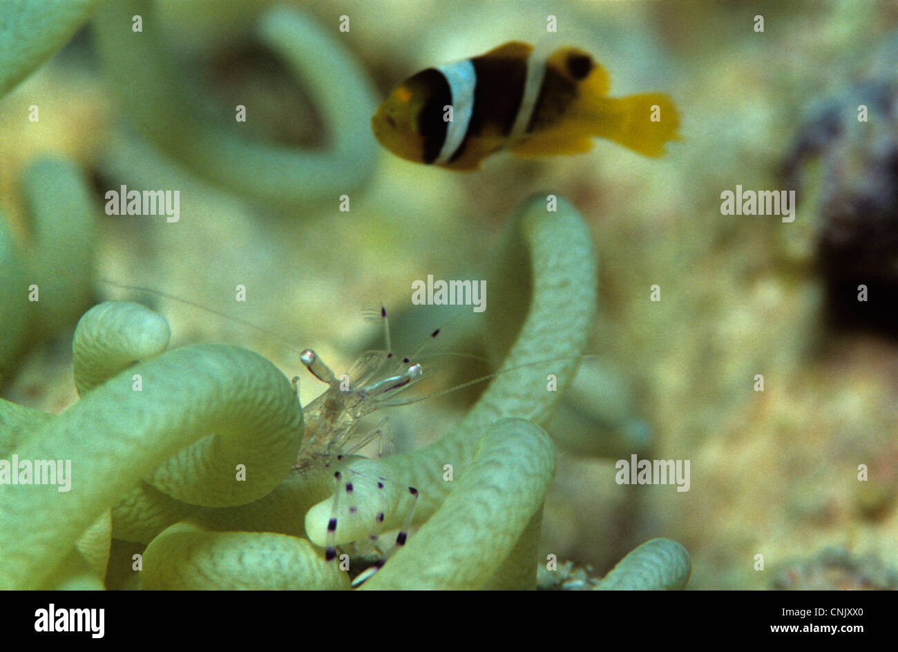 Anemone shrimp, Periclimenes longicarpus, in Leathery Sea anemone, Heteractis crispa, Red Sea Anemonefish, Amphiprion bicinctus Stock Photo