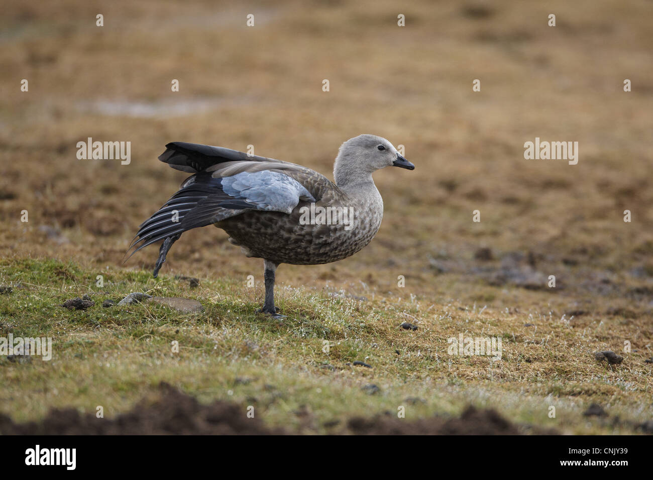 Blue-winged Goose (Cyanochen cyanopterus) adult, stretching leg and wing, Bale Mountains, Oromia, Ethiopia Stock Photo