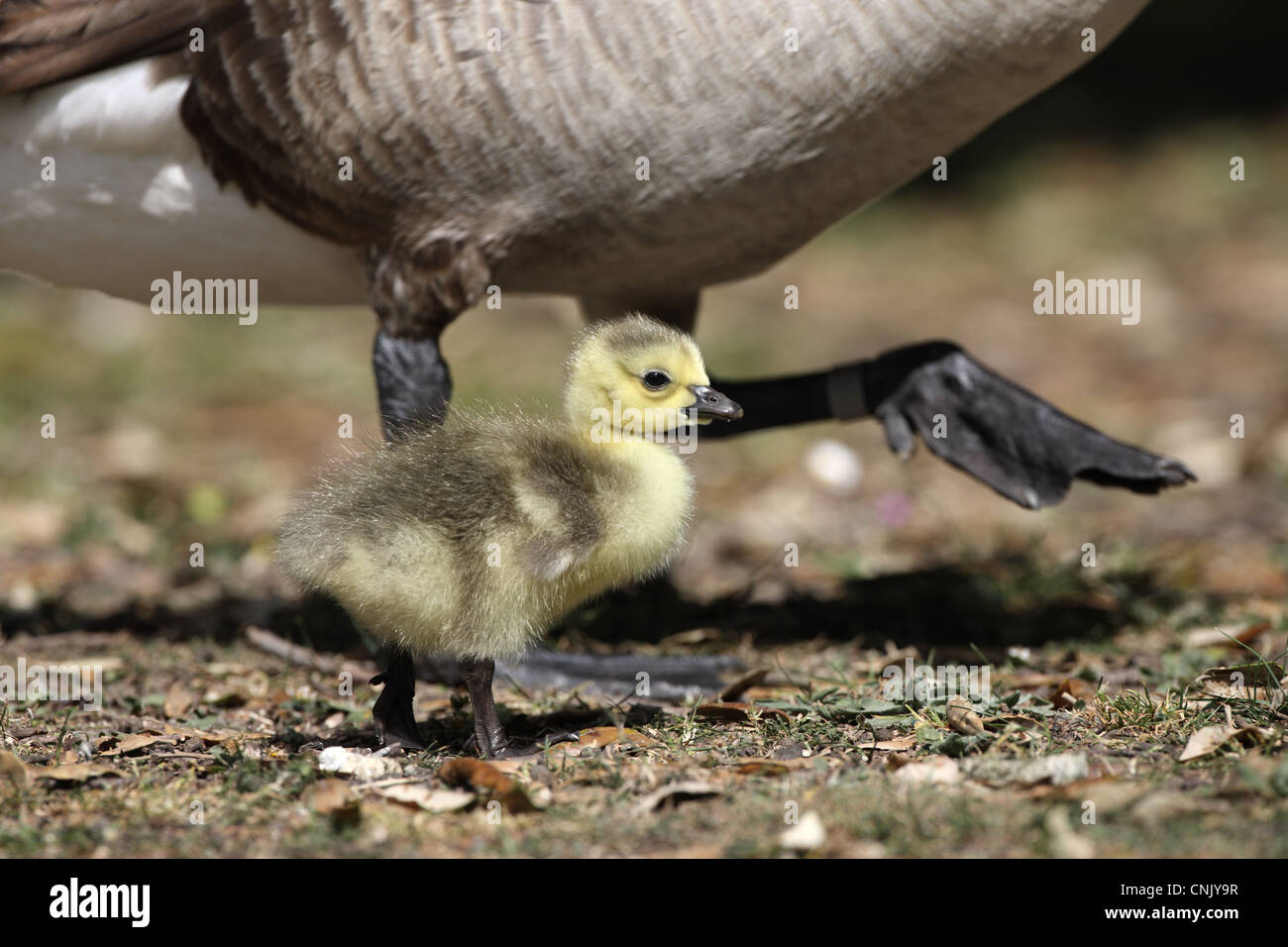 Canada Goose (Branta canadensis) introduced species, gosling, walking beside parent, London, England, may Stock Photo