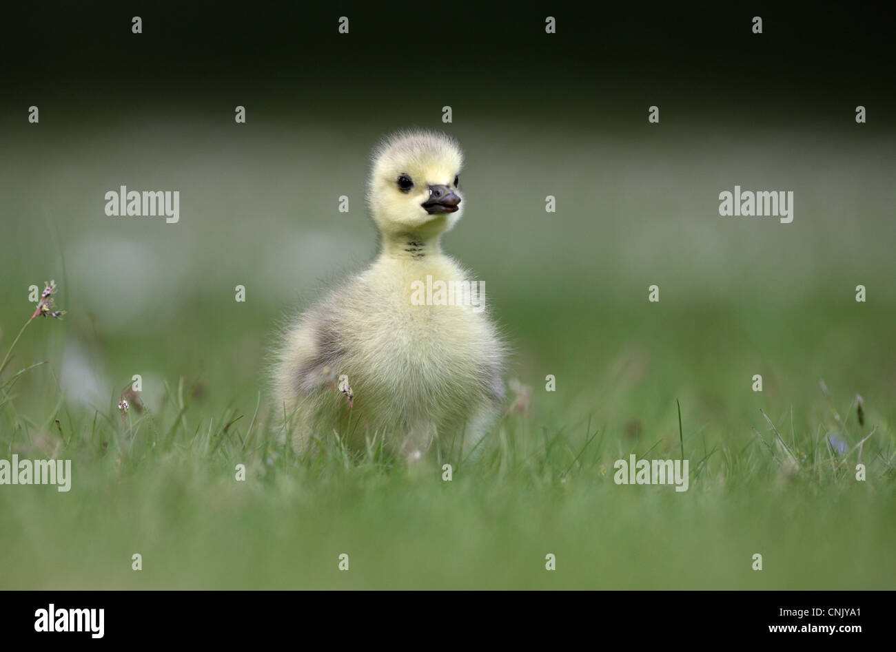 Canada Goose (Branta canadensis) introduced species, gosling, standing on grass, London, England, may Stock Photo