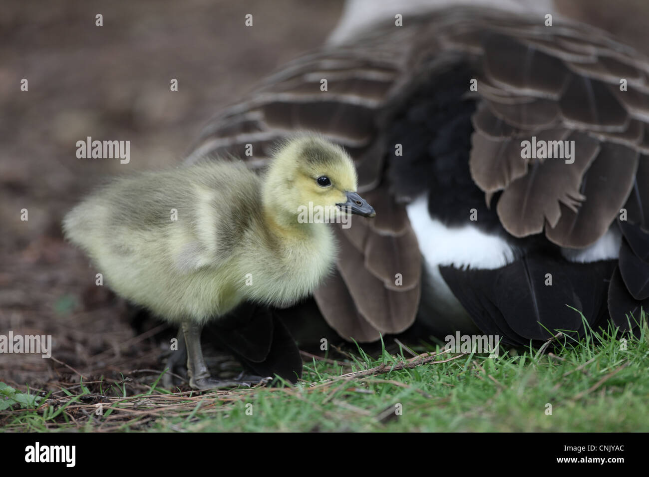 Canada Goose (Branta canadensis) introduced species, gosling, standing beside parent, London, England, may Stock Photo