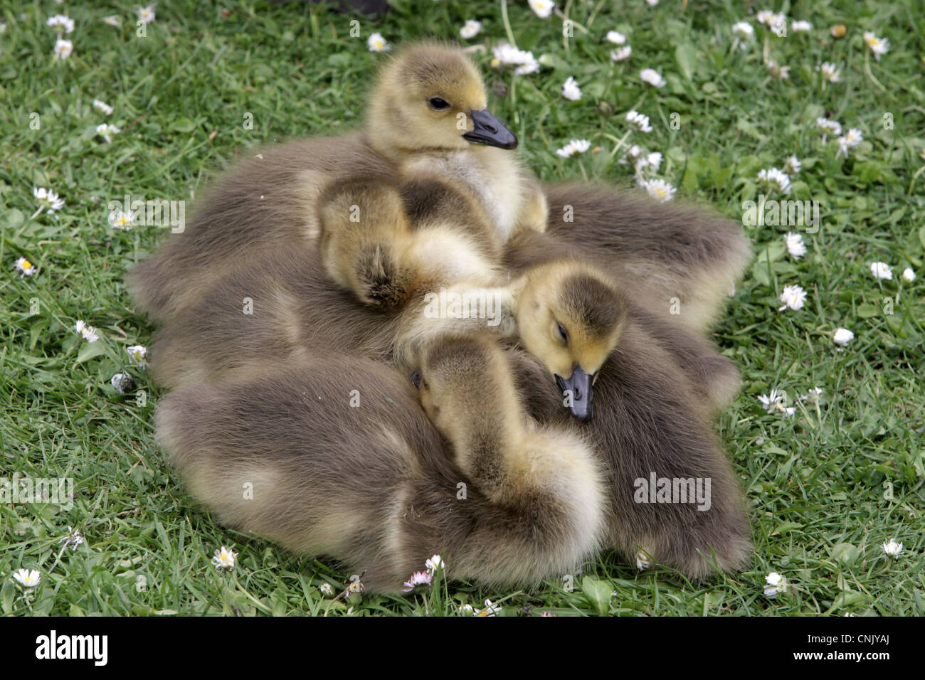 Canada Goose (Branta canadensis) introduced species, goslings, sleeping huddled together, London, England, may Stock Photo