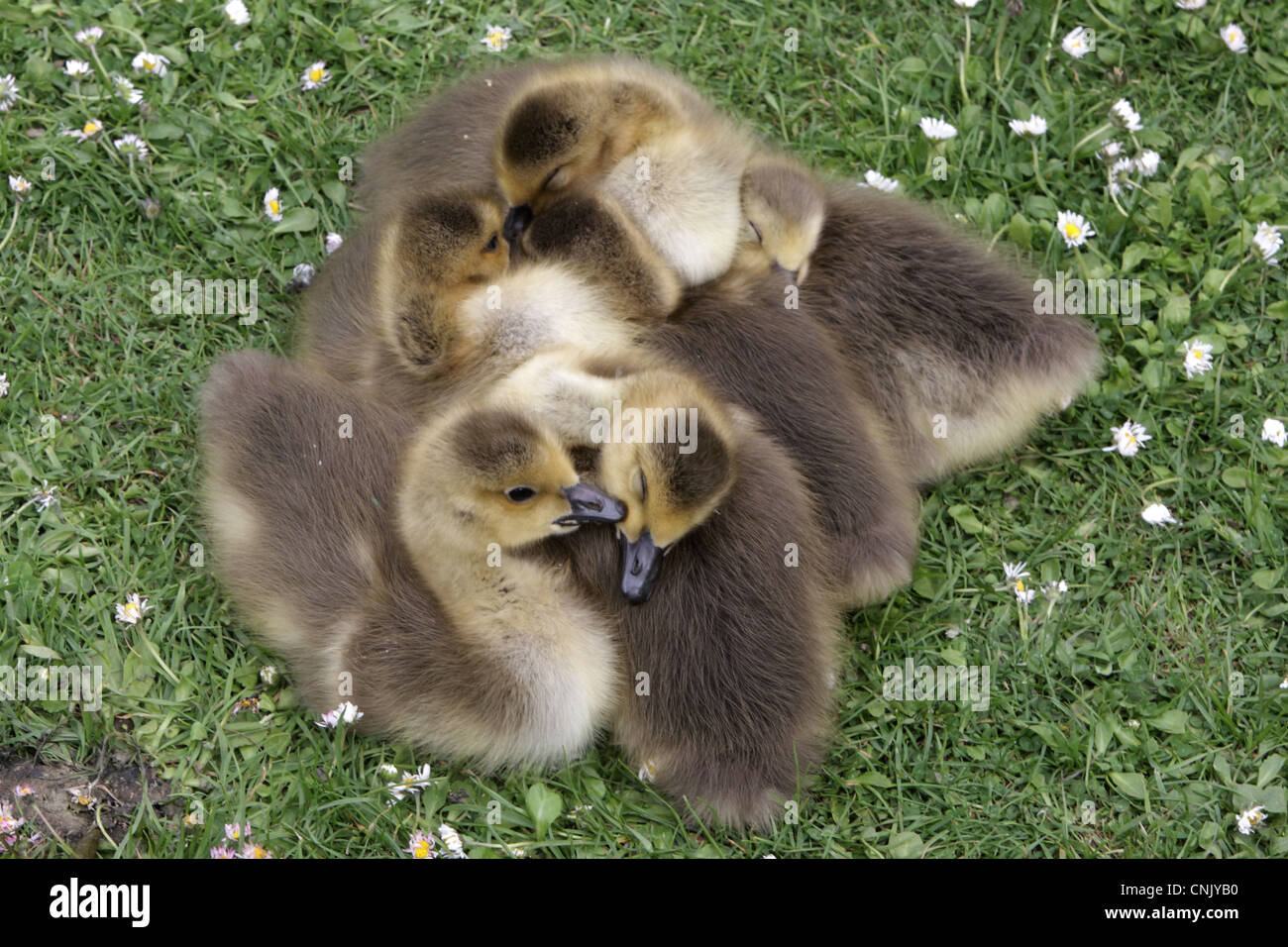 Canada Goose (Branta canadensis) introduced species, goslings, sleeping huddled together, London, England, may Stock Photo