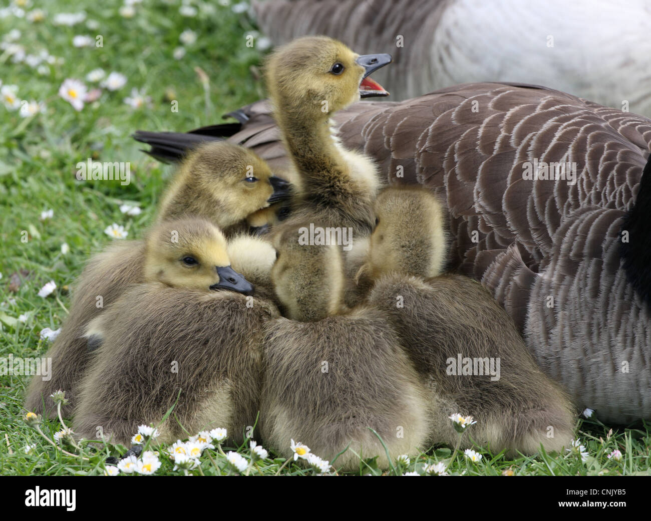 Canada Goose (Branta canadensis) introduced species, goslings, huddled together beside parent, London, England, may Stock Photo