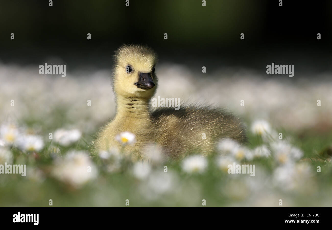 Canada Goose (Branta canadensis) introduced species, gosling, sitting on grass amongst daisies, London, England, may Stock Photo