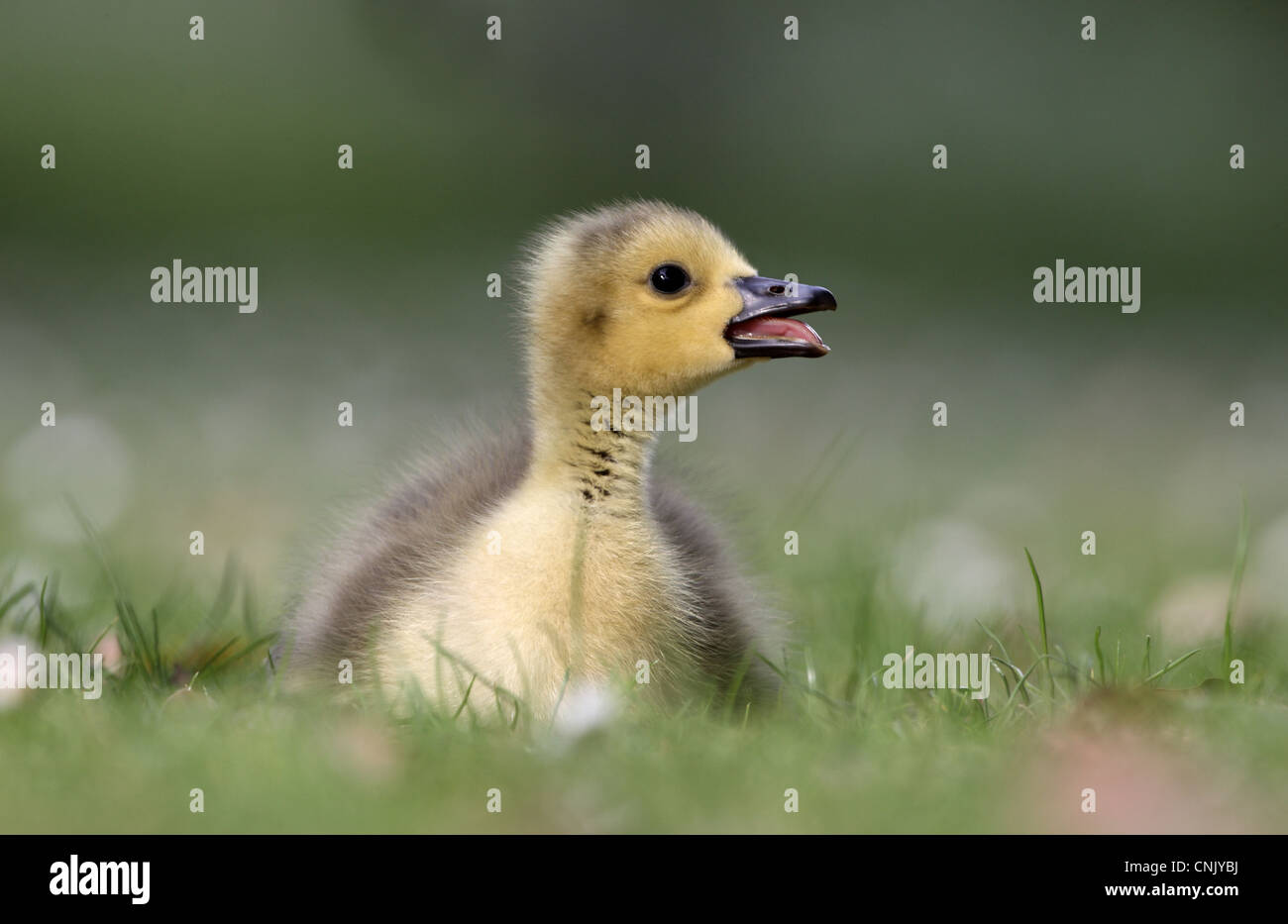 Canada Goose (Branta canadensis) introduced species, gosling, calling, sitting on grass, London, England, may Stock Photo