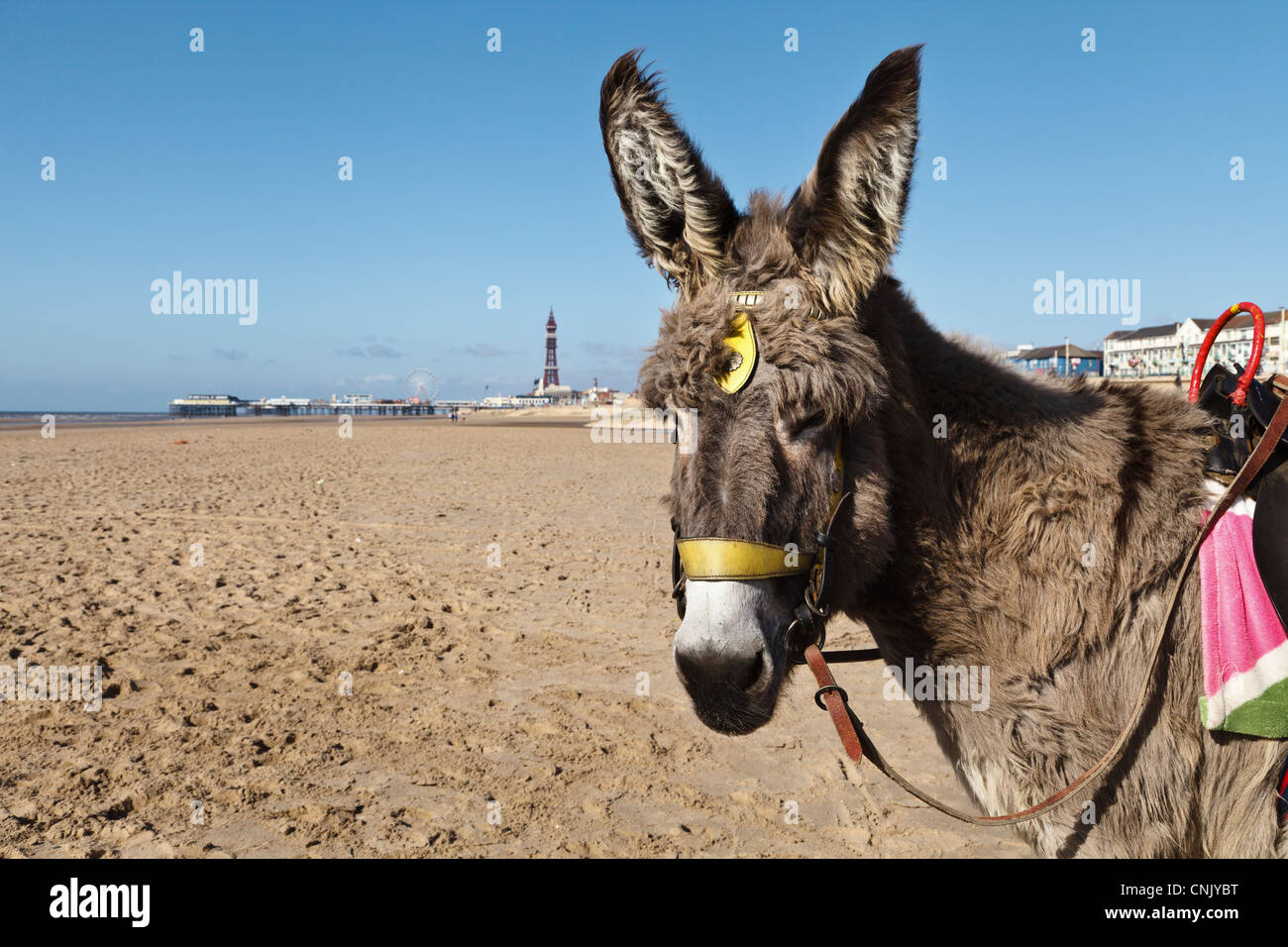 Donkey waiting for a rider on Blackpool Beach. Stock Photo