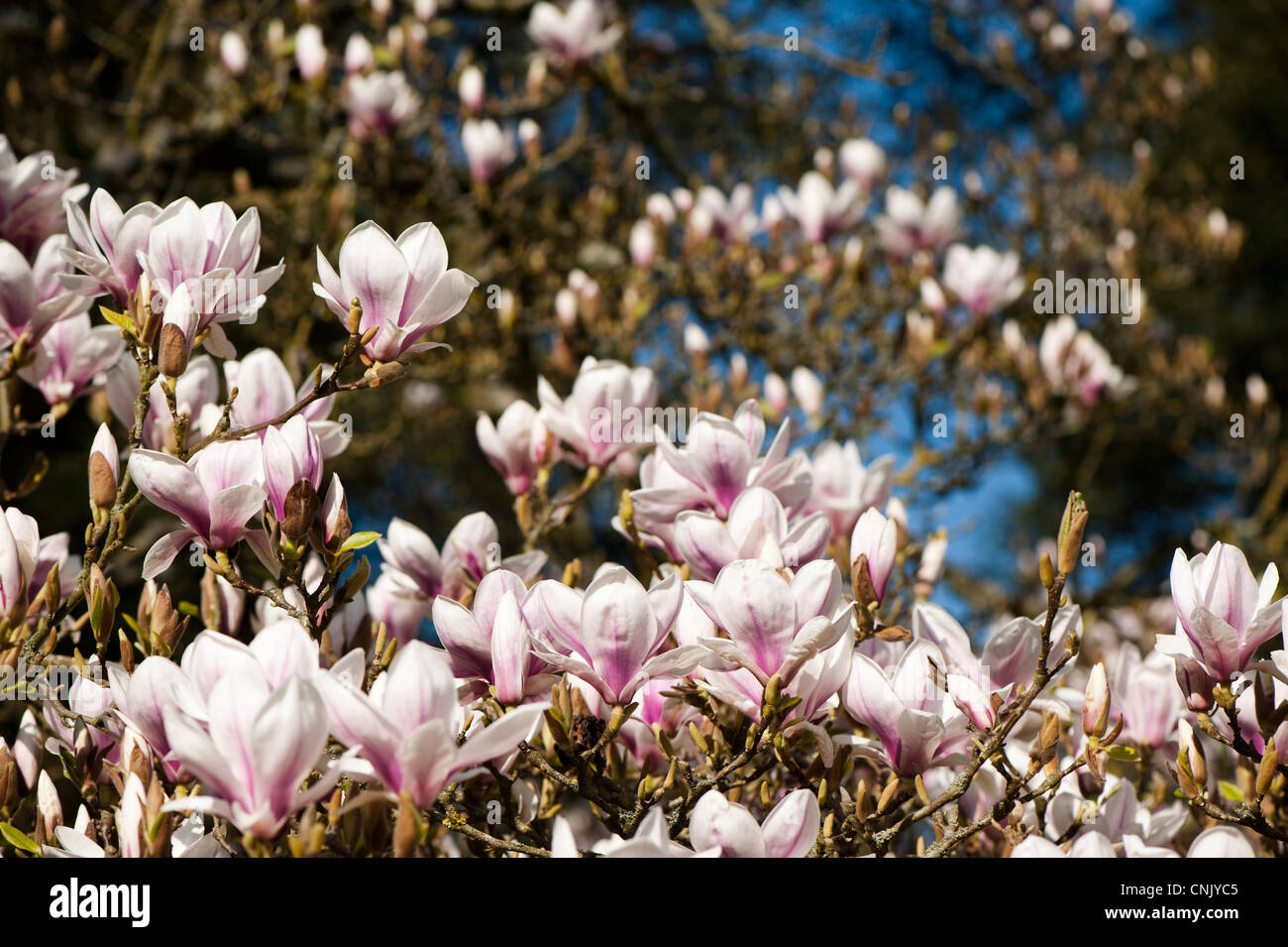 Magnolia x soulangeana 'Alexandrina', Saucer Magnolia 'Alexandrina' in bloom Stock Photo