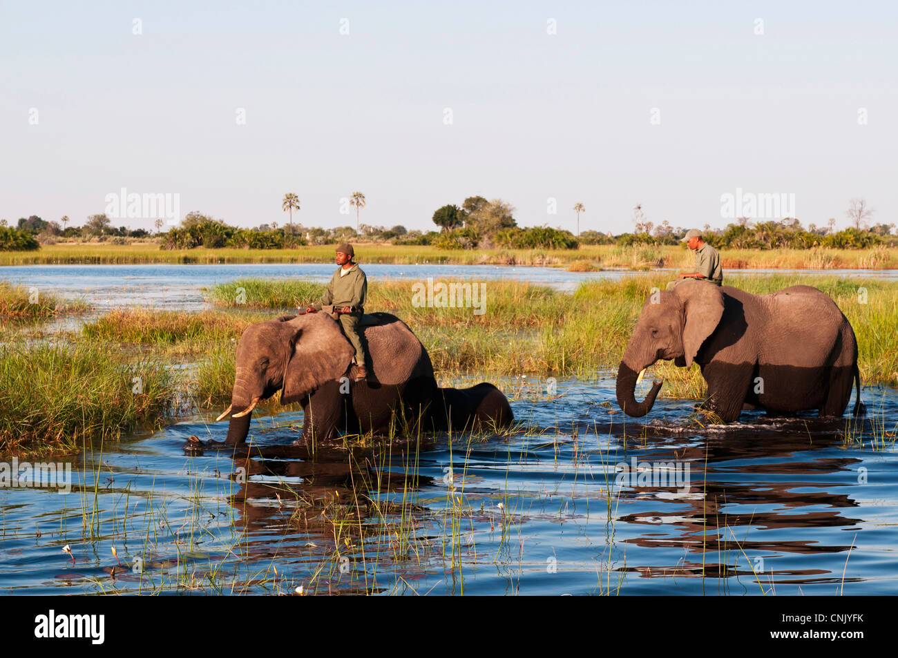 Elephant back safari, Abu Camp, Okavango Delta, Botswana Stock Photo