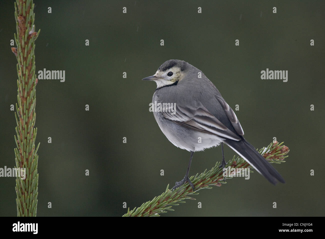 Pied Wagtail Motacilla alba yarrellii adult female perched Norway Spruce Picea abies planted Christmas tree snowfall Bentley Stock Photo