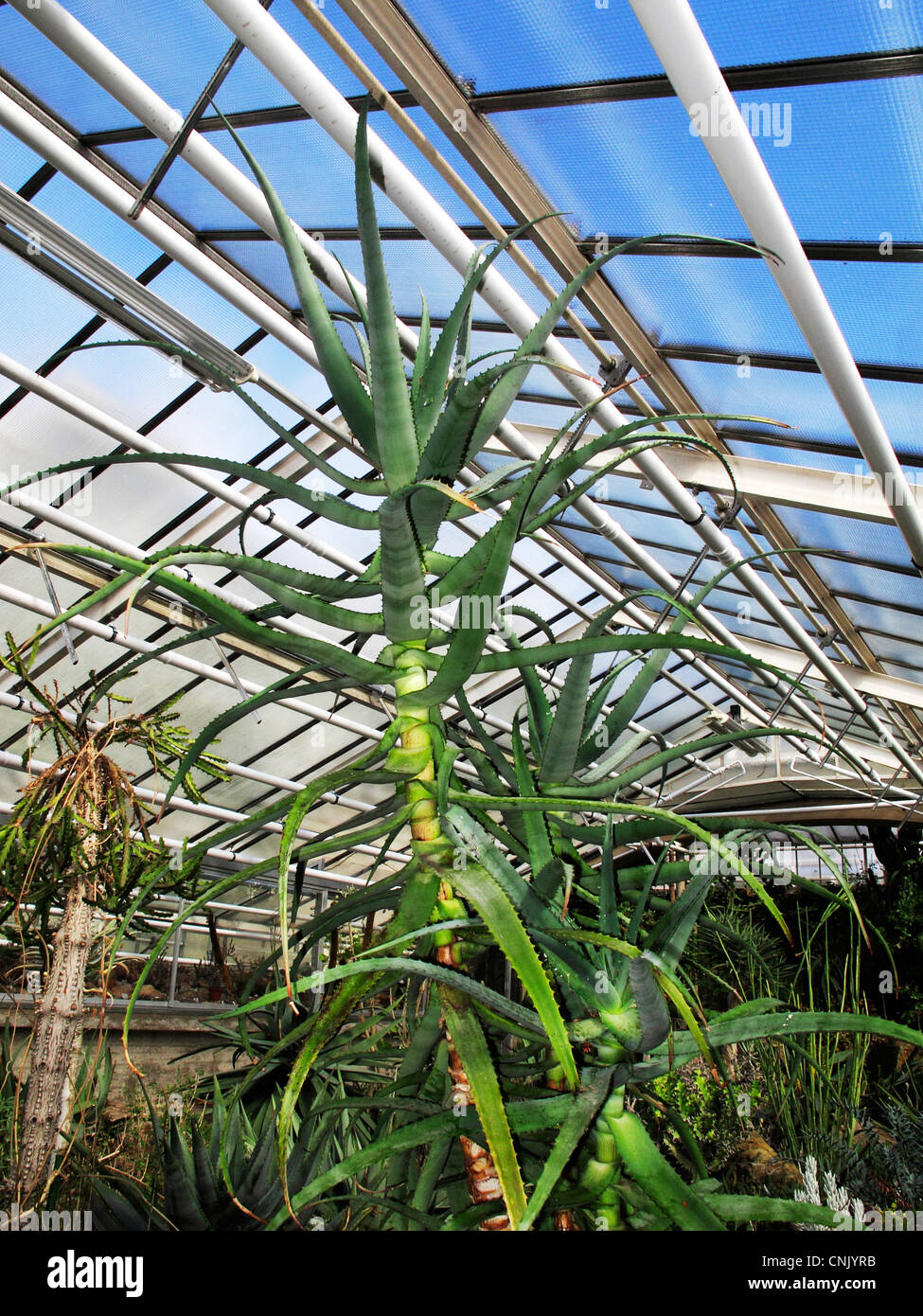 East Africa Aloe Volkensii Liliaceae in dry greenhouse in Botanic Botanical garden Munich Germany Stock Photo
