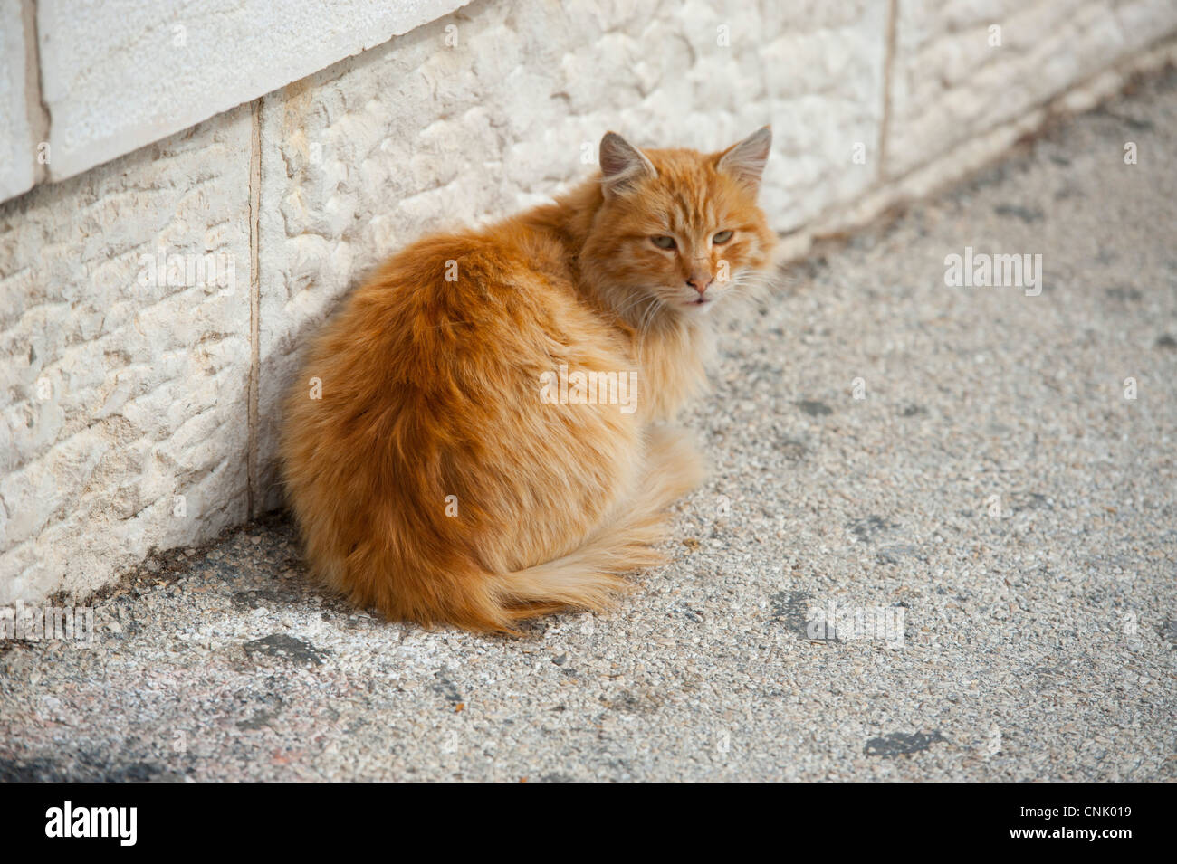 Middle East Israel Jerusalem - stray cats litter the city Stock Photo