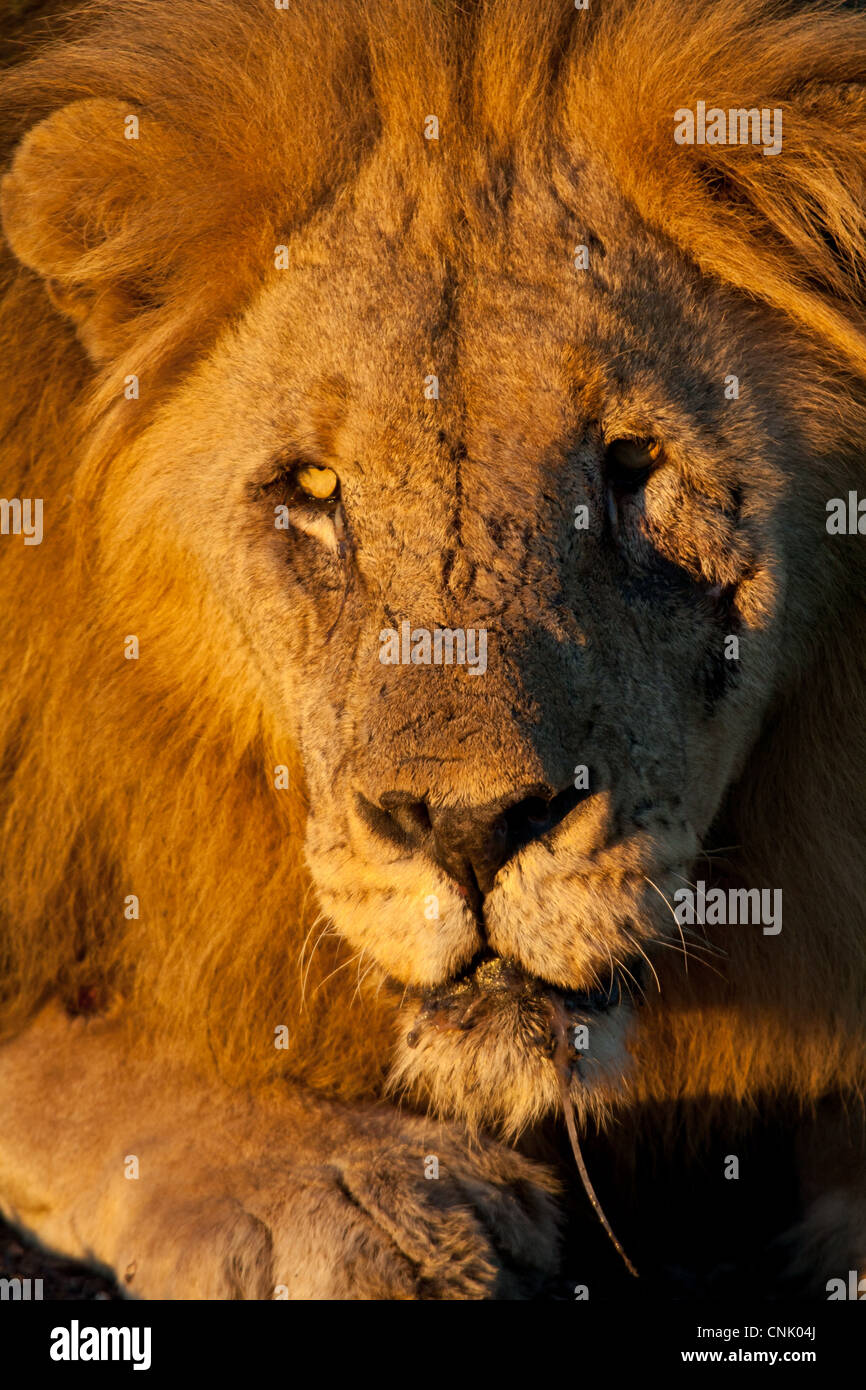Scarred male lion in Africa at dawn (Madikwe Game Reserve, South Africa) Stock Photo