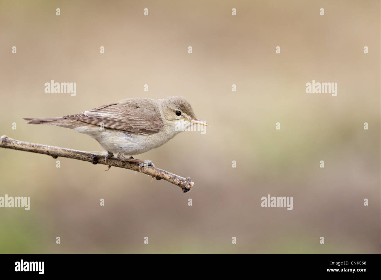 Eastern Olivaceous Warbler (Hippolais pallida) adult, perched on twig, Bulgaria, may Stock Photo