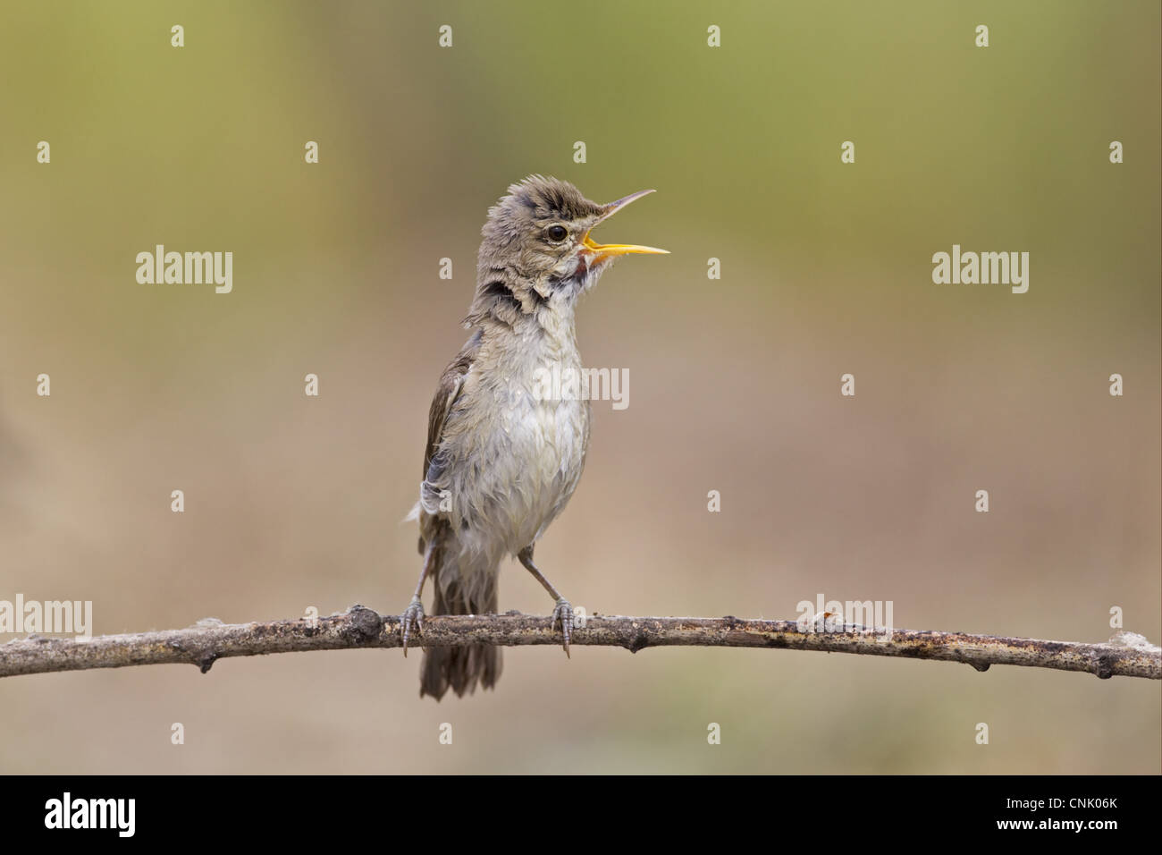 Eastern Olivaceous Warbler (Hippolais pallida) adult, singing, with wet plumage after bathing, Bulgaria, may Stock Photo