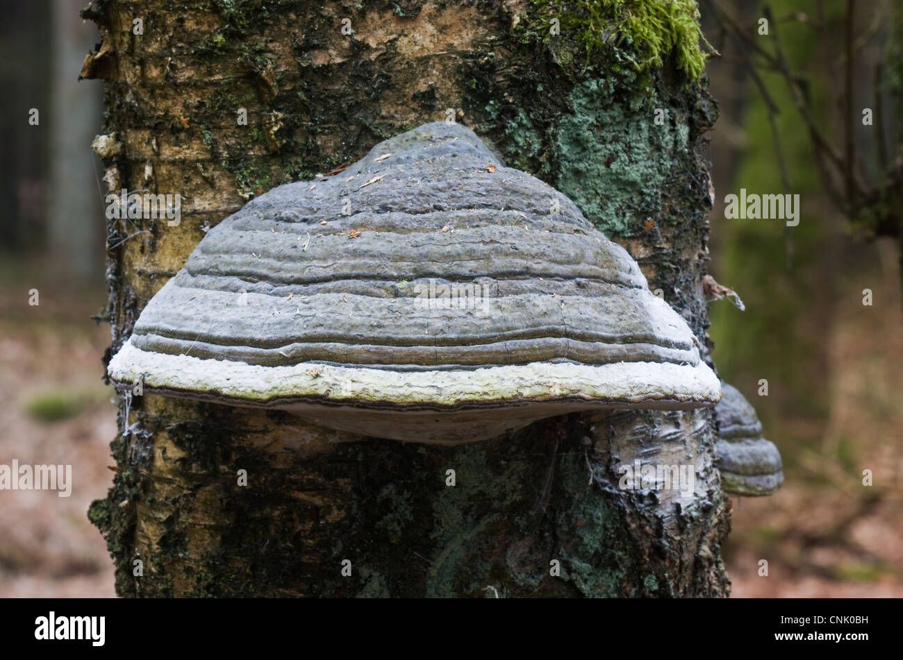 Moldy Beeswax Bracket (Ganoderma Pfeifferi) growing on an dead tree