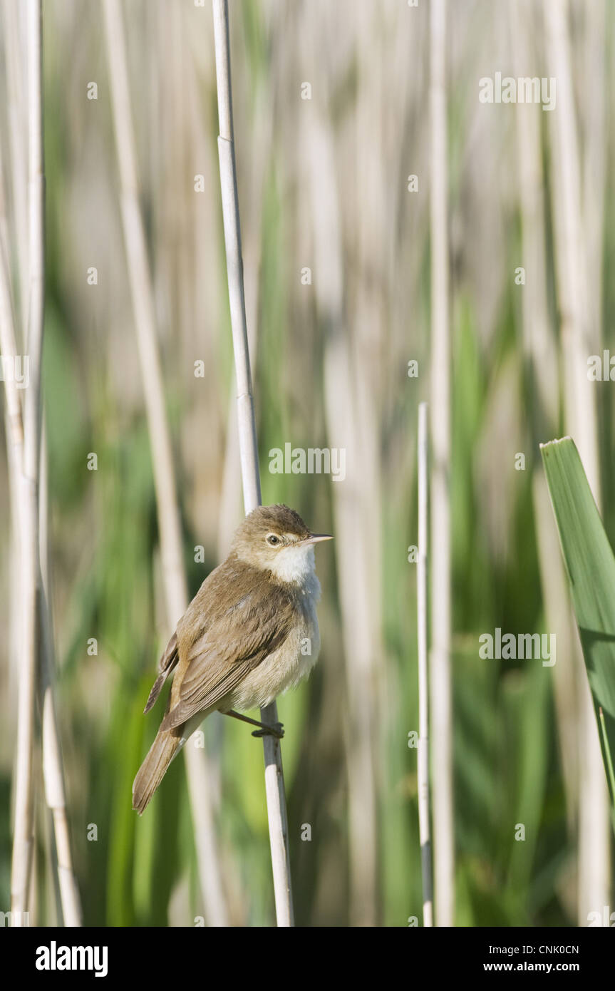 Eurasian Reed-warbler Acrocephalus scirpaceus adult perched on reed stem North Kent Marshes Isle Sheppey Kent England may Stock Photo