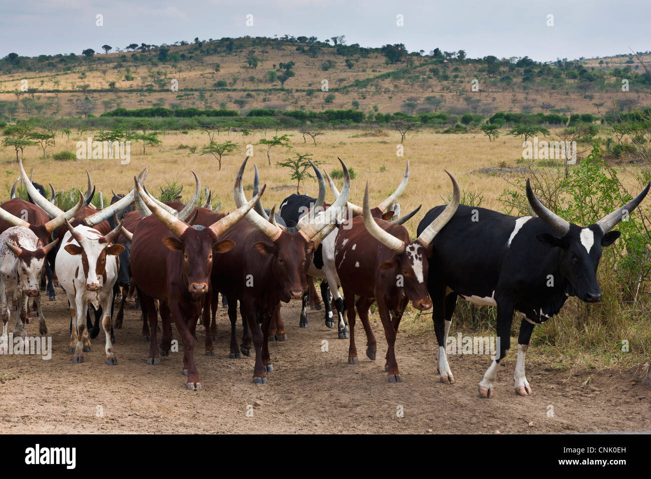 Africa. Rwanda. Ankole-Watusi breed of cattle near Akagera NP in Rwanda ...