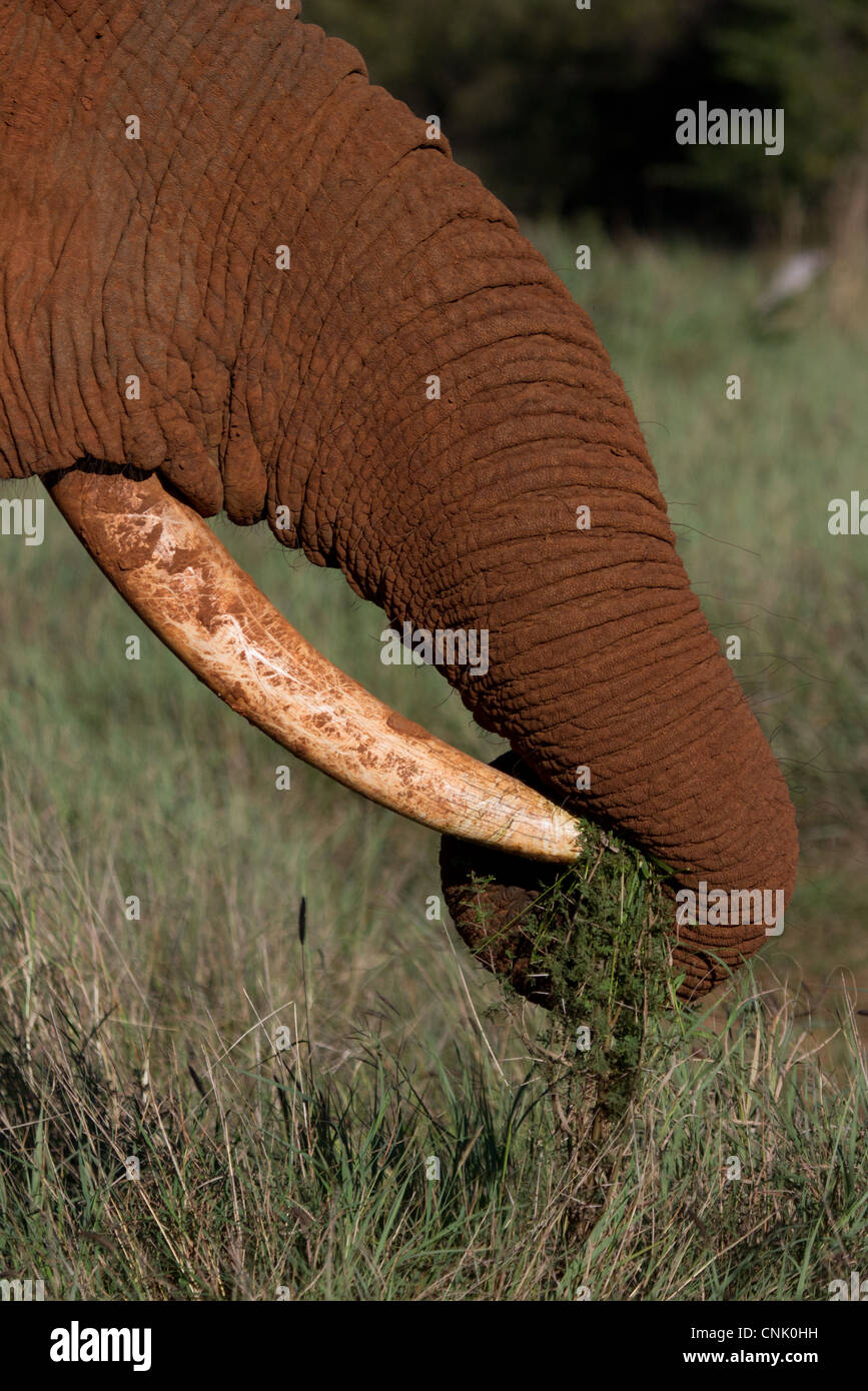 Close-up perspective of a tusk and curled trunk of an African Elephant in the wild Stock Photo