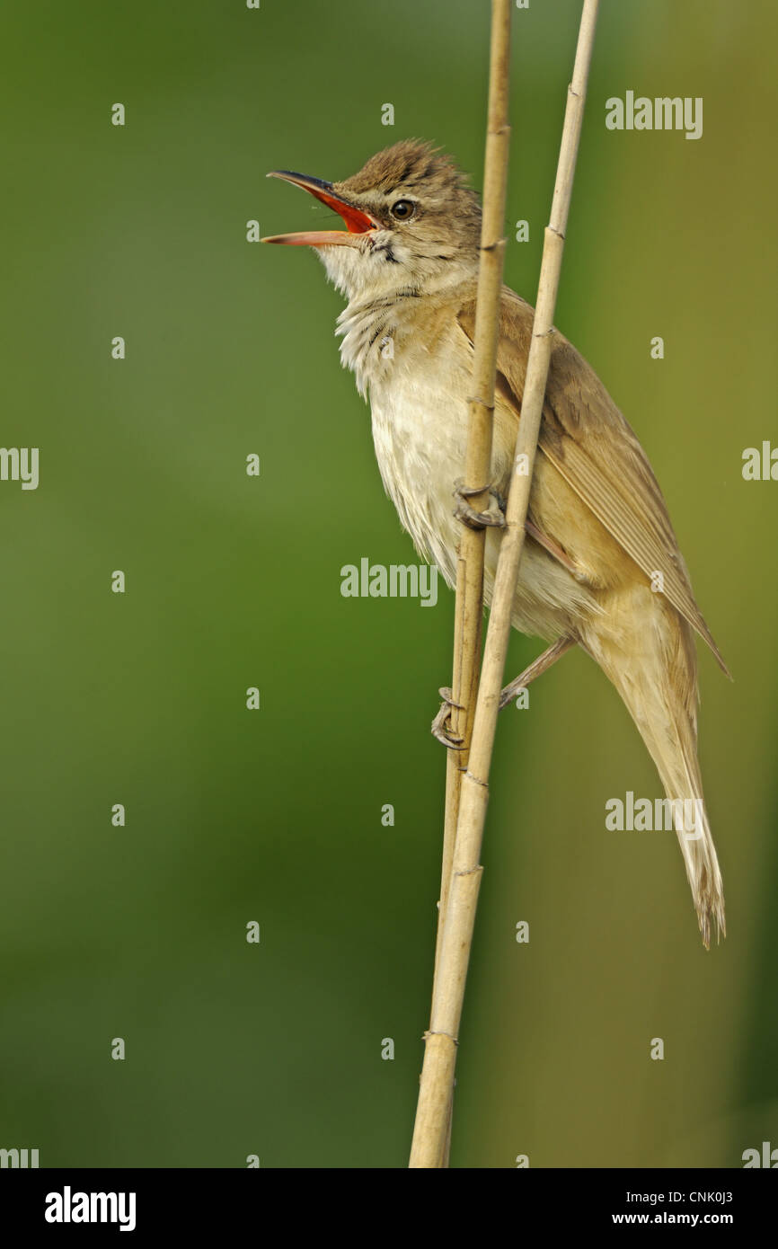 Great Reed-warbler (Acrocephalus arundinaceus) adult, singing, perched on reed stem, Bulgaria, may Stock Photo