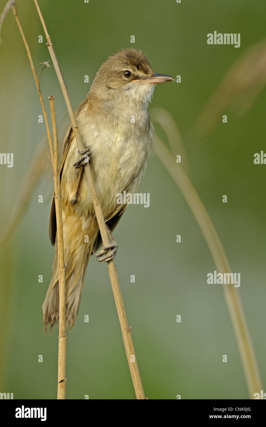Great Reed-warbler (Acrocephalus arundinaceus) adult, perched on reed stem, Bulgaria, may Stock Photo
