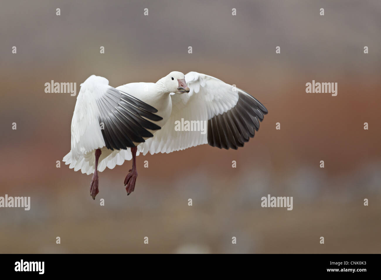 Snow Goose Chen Caerulescens Adult In Flight Landing Bosque Del Apache