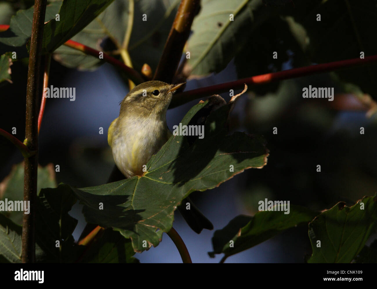 Yellow-browed Warbler (Phylloscopus inornatus) adult, scarce autumn vagrant, perched on sycamore leaf, Norfolk, England, october Stock Photo