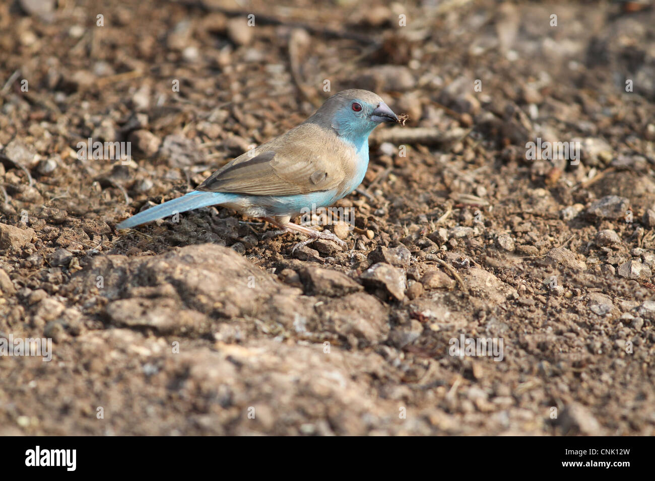 Blue Waxbill (Uraeginthus angolensis) adult, foraging on ground, Livingstone, Zambia, october Stock Photo