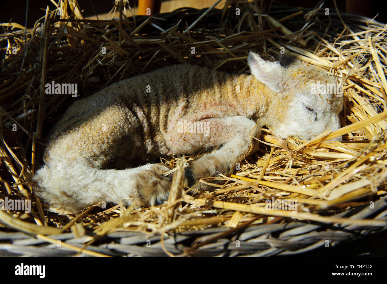 Stock photo of a weak newborn lamb Stock Photo Alamy