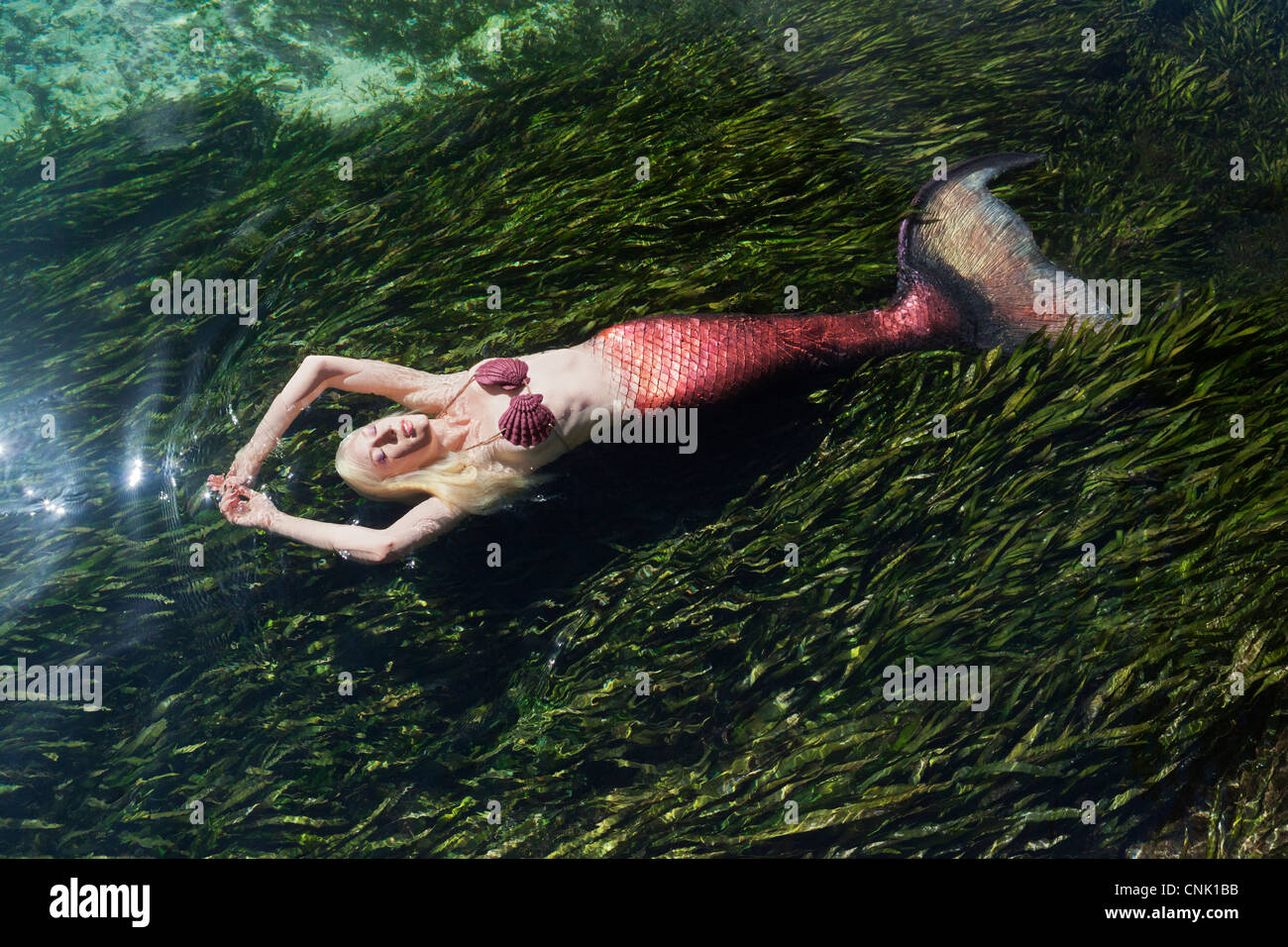 Mermaid sunbathing at the water's surface, in an eel grass bed in Weeki Wachee Springs Florida Stock Photo