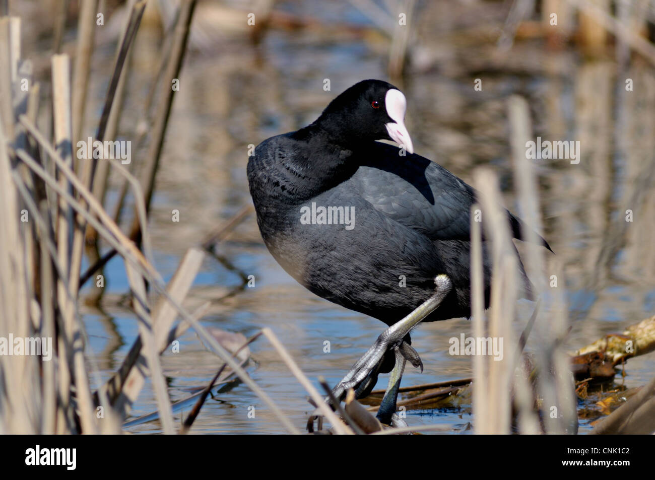 Euroasian coot -Fulica atra in the natural environment Stock Photo