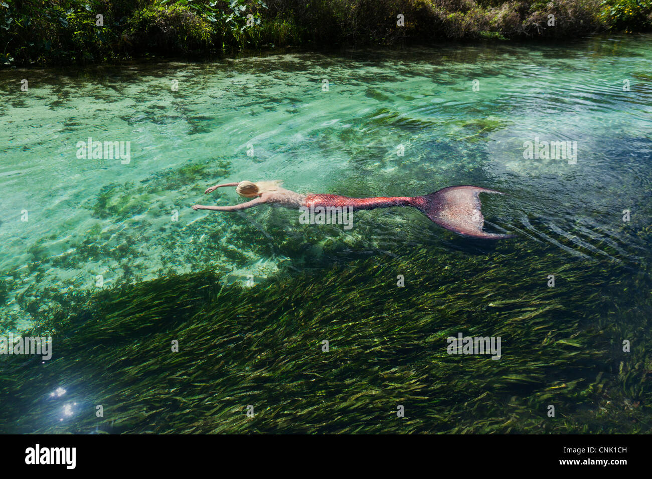 Mermaid floating on her stomach above eel grass in a Wachee river in Weeki Wachee Springs Florida Stock Photo