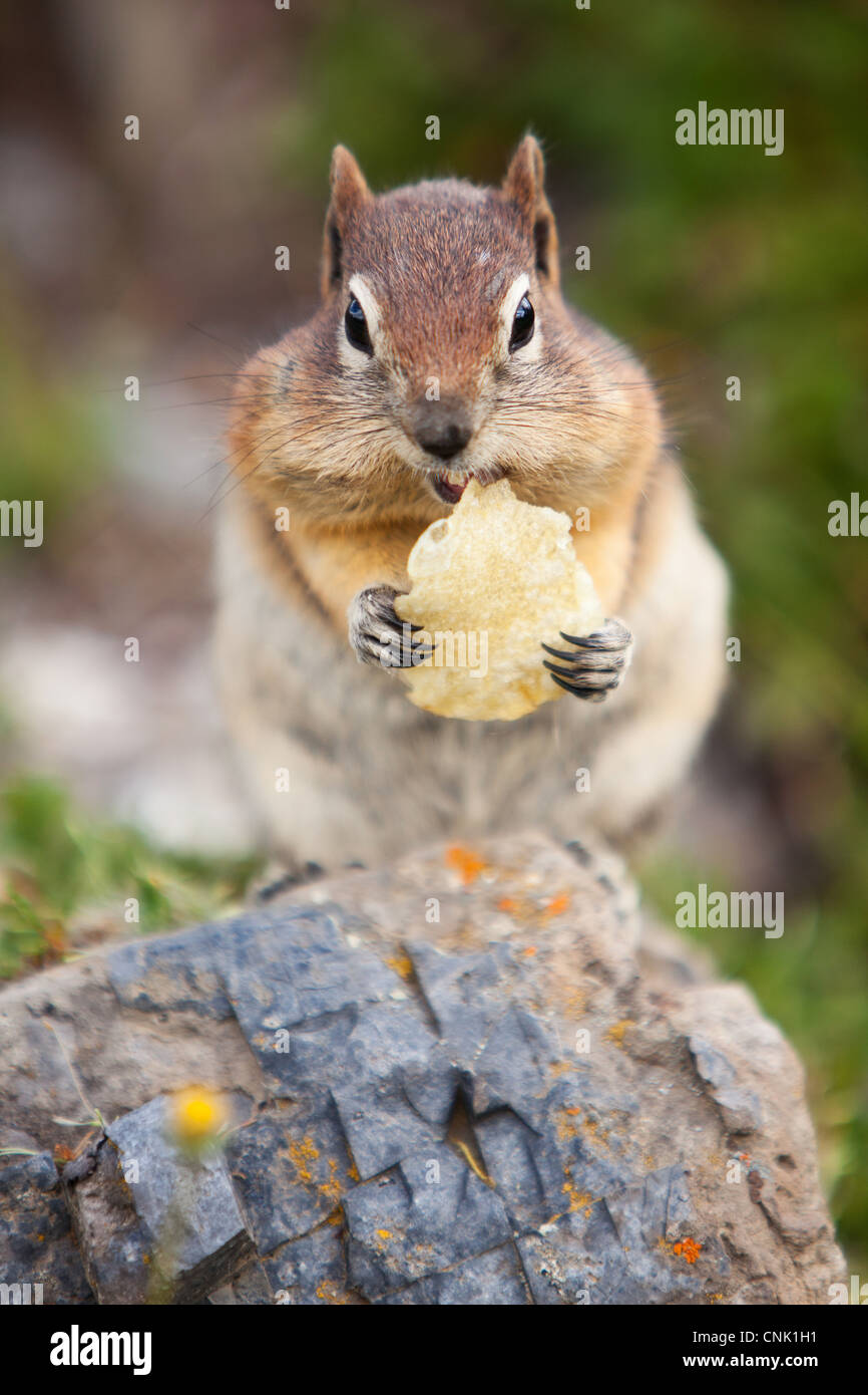A Goldenmantled Ground Squirrel (Spermophilus lateralis) eating a