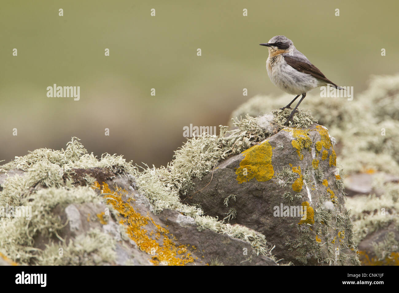Northern Wheatear (Oenanthe oenanthe) adult male, perched on lichen covered drystone wall, Shetland Islands, Scotland, june Stock Photo