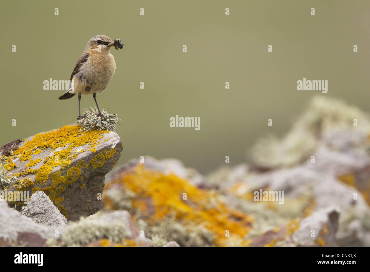 Northern Wheatear Oenanthe oenanthe adult female insects beak perched lichen covered drystone wall Shetland Islands Scotland Stock Photo