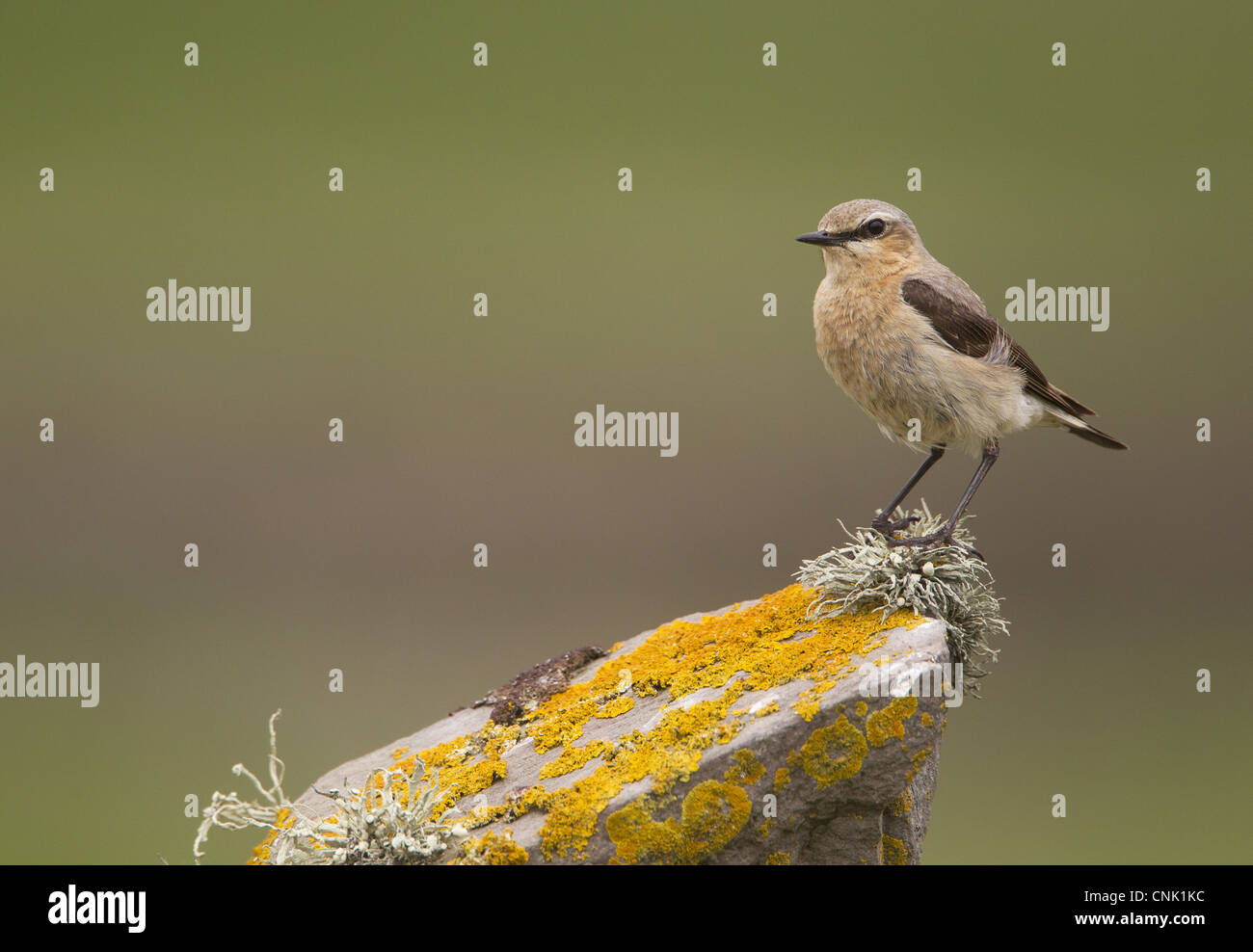 Northern Wheatear (Oenanthe oenanthe) adult female, perched on lichen covered drystone wall, Shetland Islands, Scotland, june Stock Photo
