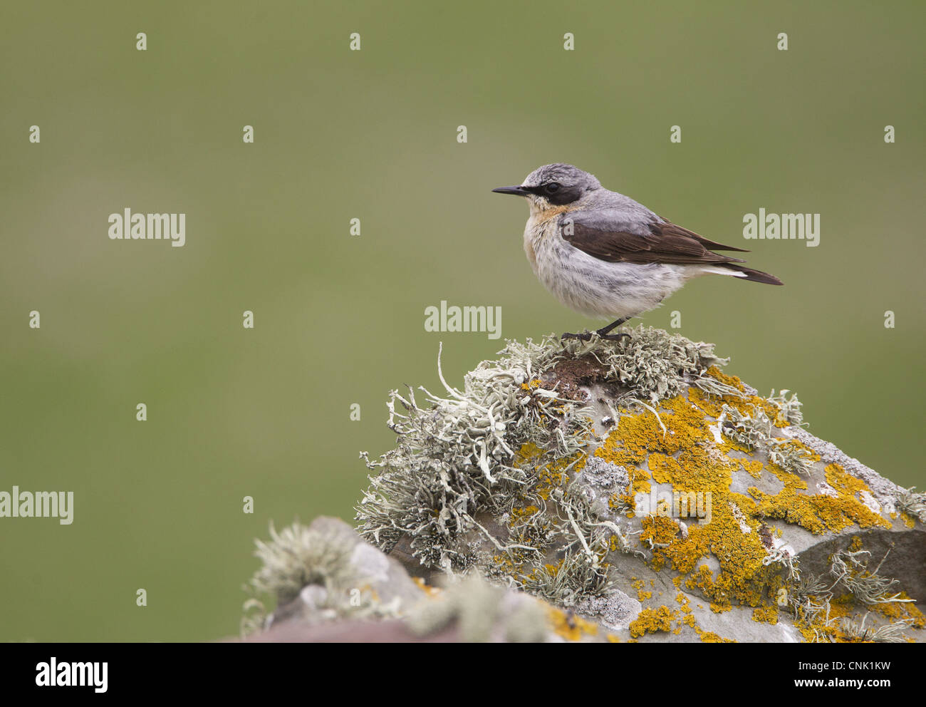 Northern Wheatear (Oenanthe oenanthe) adult male, perched on lichen covered drystone wall, Shetland Islands, Scotland, june Stock Photo