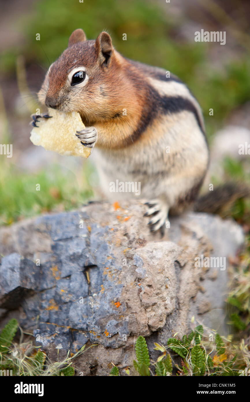 A Goldenmantled Ground Squirrel (Spermophilus lateralis) eating a