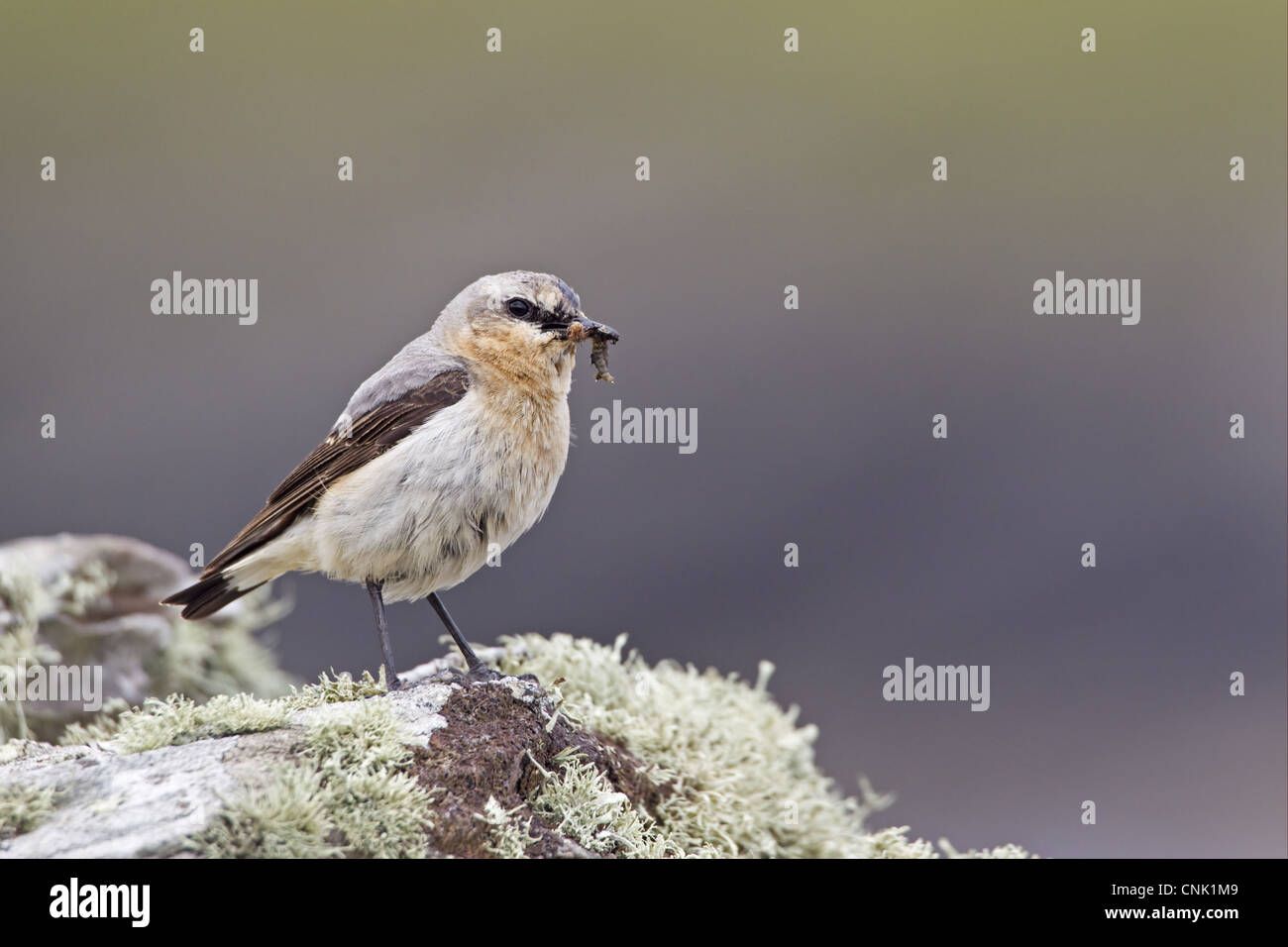 Northern Wheatear Oenanthe oenanthe adult male insects in beak perched on lichen covered rock Shetland Islands Scotland june Stock Photo