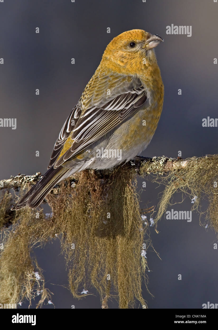 Pine Grosbeak (Pinicola enucleator) adult female, perched on lichen covered twig, Lapland, Finland, march Stock Photo