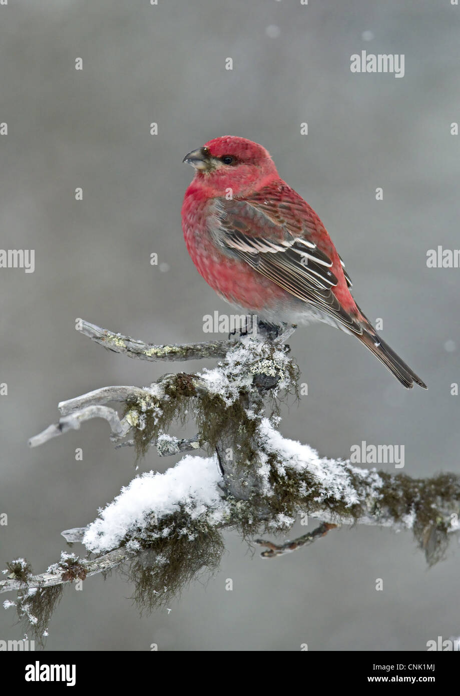 Pine Grosbeak (Pinicola enucleator) adult male, perched on snow and lichen covered branch, Lapland, Finland, march Stock Photo