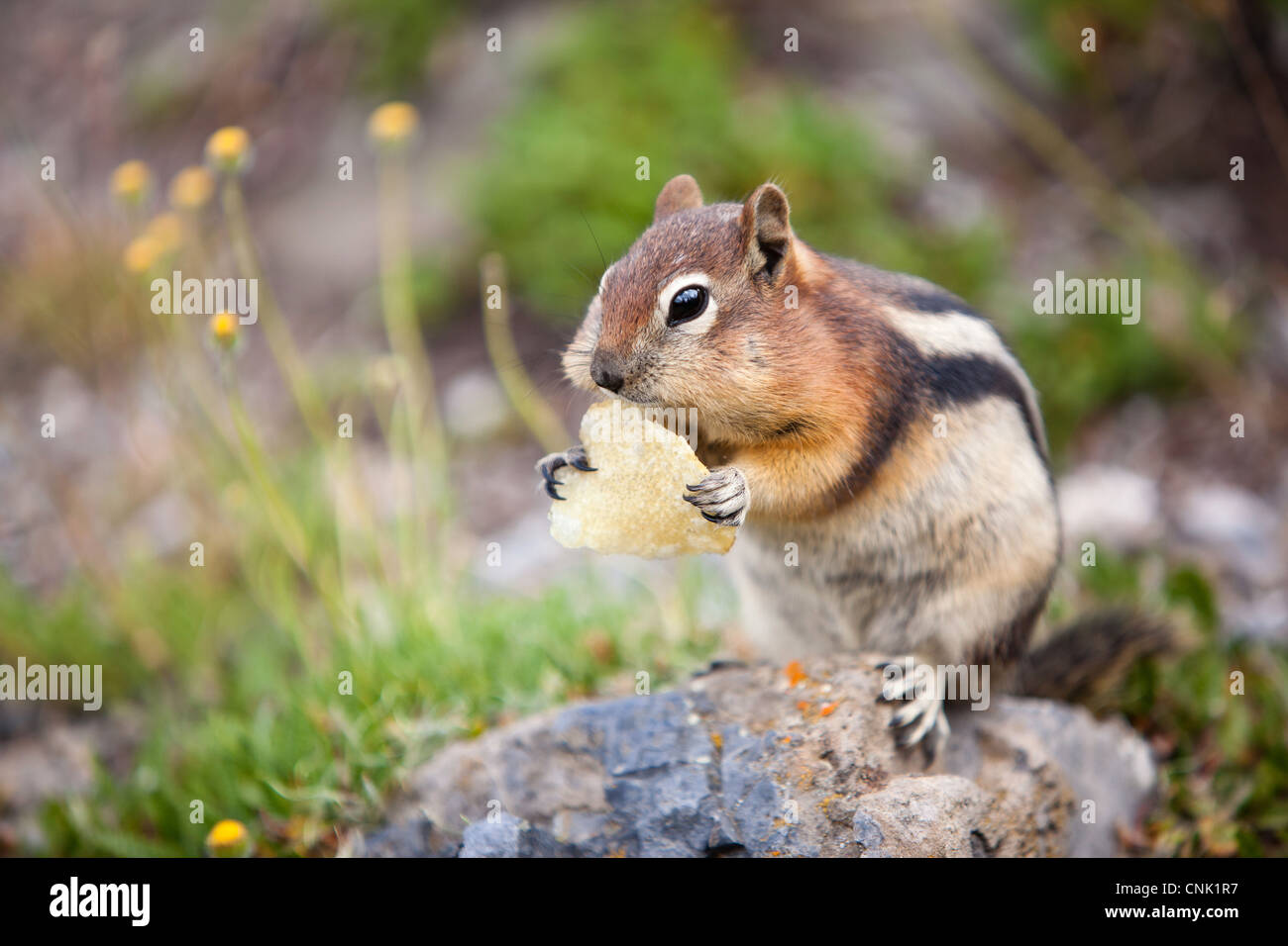 A Golden-mantled Ground Squirrel (Spermophilus lateralis) eating a potato chip in Banff National Park, Alberta, Canada. Stock Photo