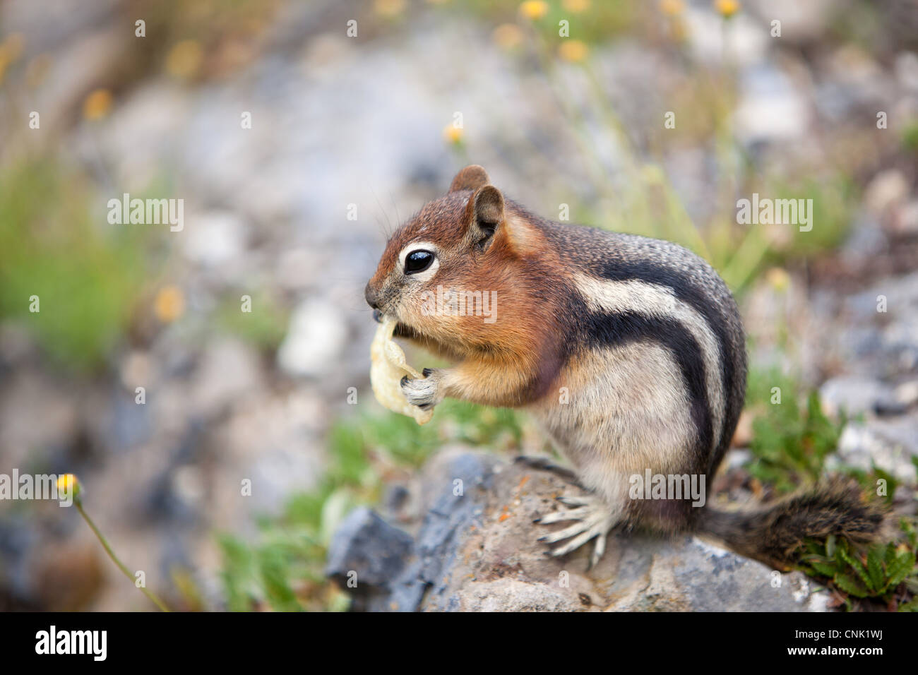 A Golden-mantled Ground Squirrel (Spermophilus lateralis) eating a potato chip in Banff National Park, Alberta, Canada. Stock Photo