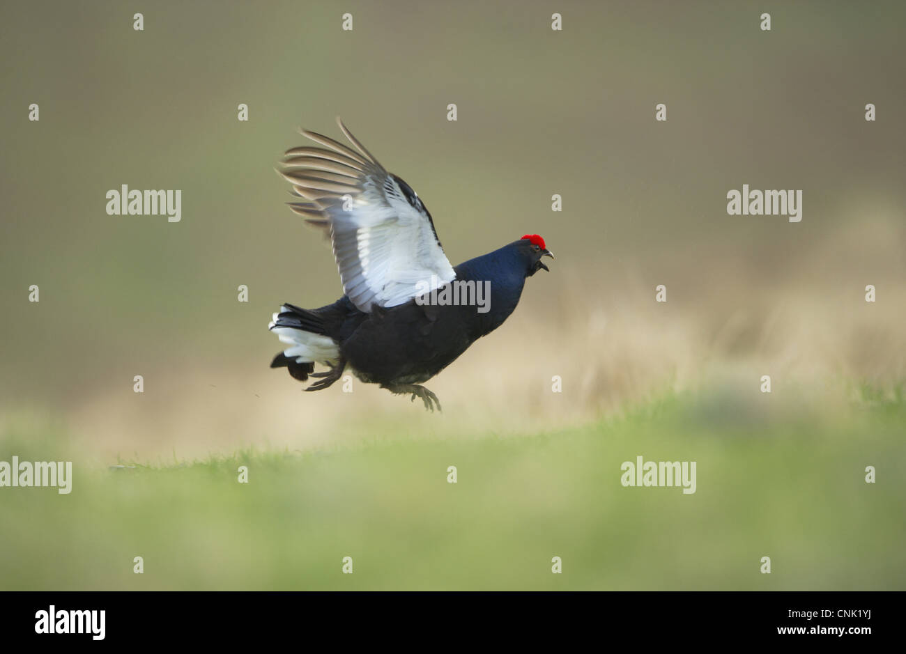 Black Grouse (Tetrao tetrix) adult male, calling in flight, taking off from open moorland at dawn, Scotland, april Stock Photo