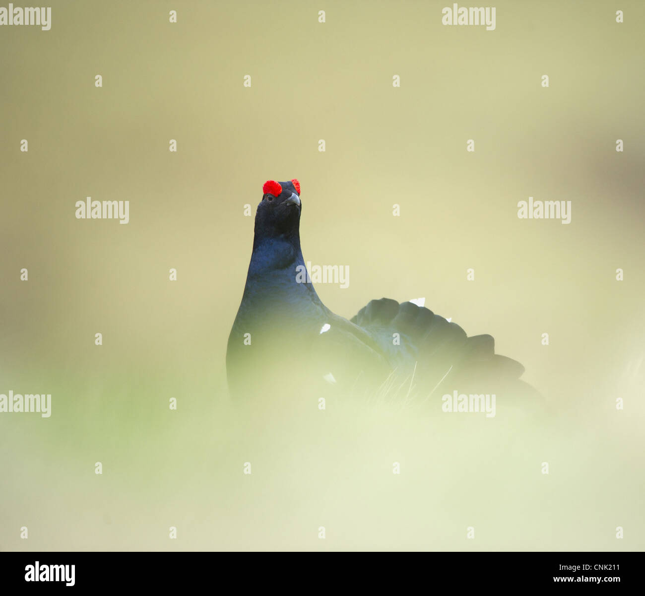 Black Grouse (Tetrao tetrix) adult male, standing on open moorland at dawn, Scotland, april Stock Photo
