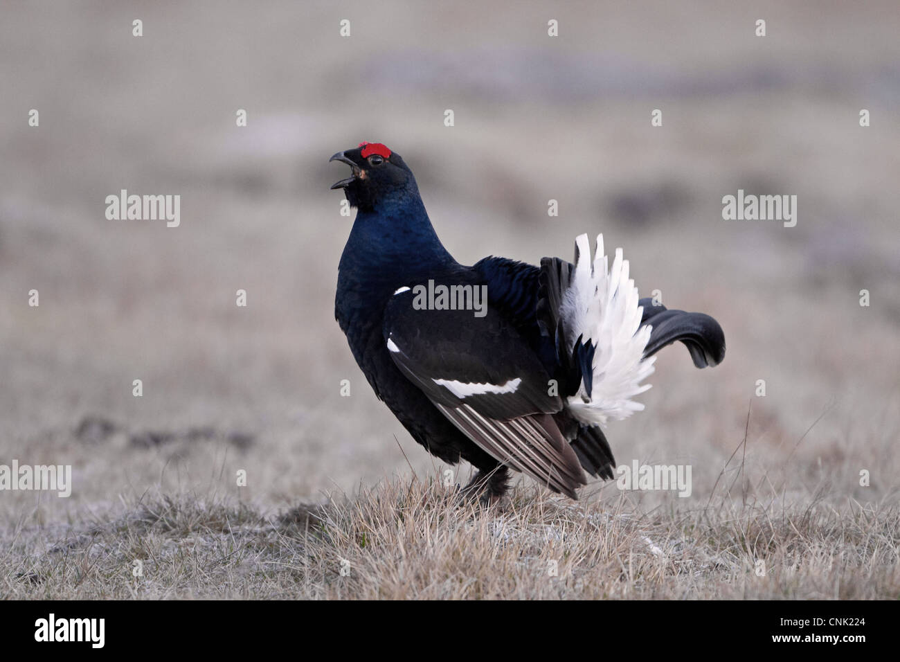 Black Grouse (Tetrao tetrix) adult male, calling and displaying at lek, Wales, march Stock Photo