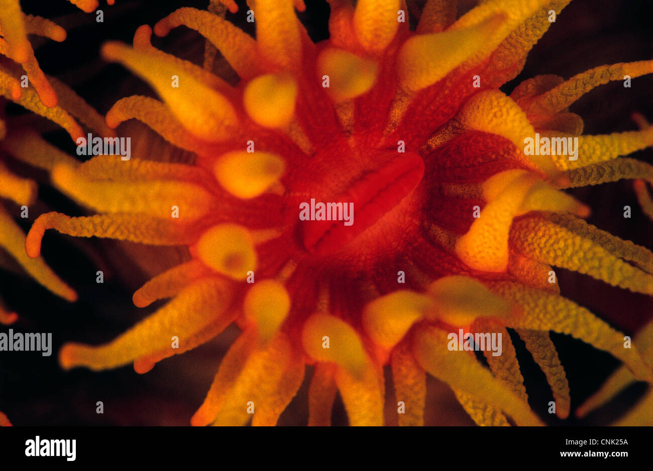 Mouthopening of Balanophyllia sp., Orange cup coral. Close up taken in the Indian Ocean. The mouth opening is closed. Stock Photo